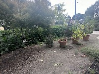 Front yard